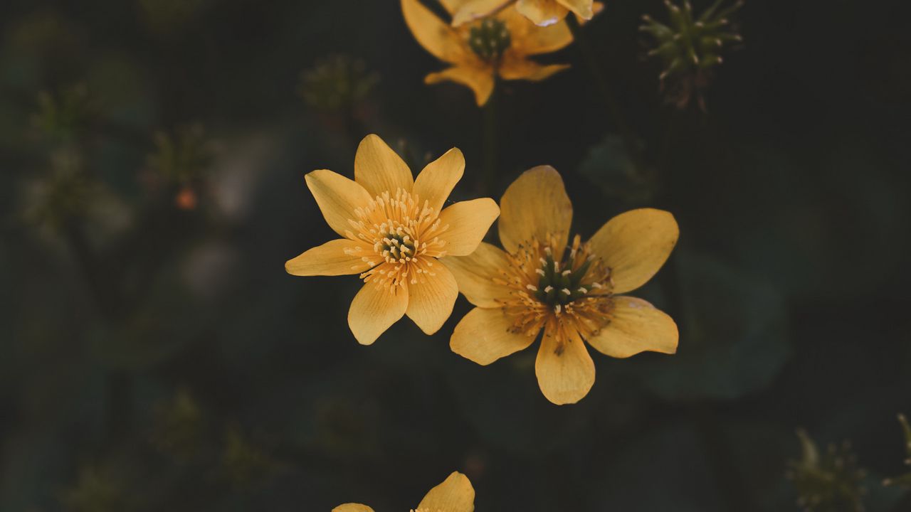 Обои цветок, желтый, лепестки, растение