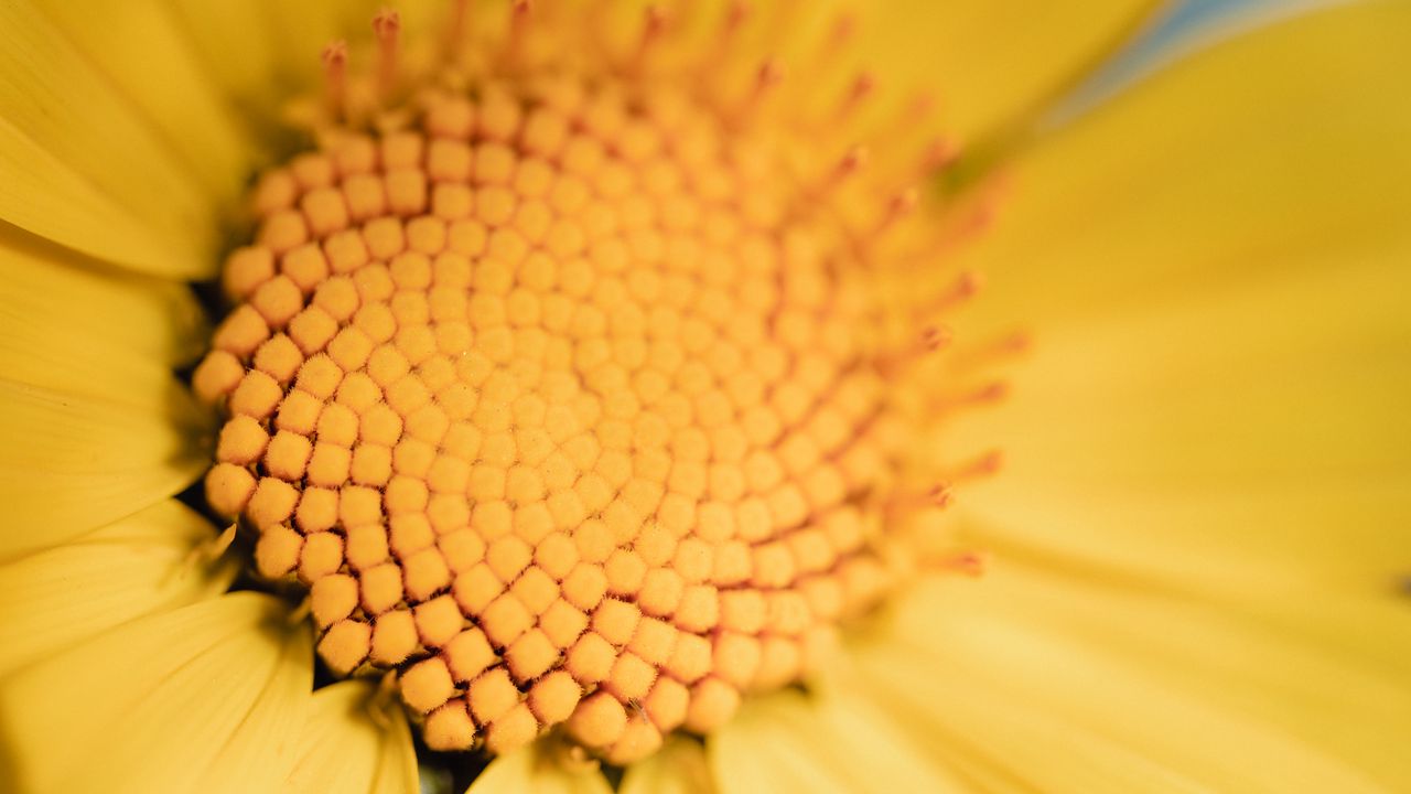 Обои цветок, желтый, макро, пыльца, размытие