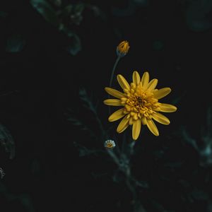 Превью обои цветок, желтый, макро, размытость
