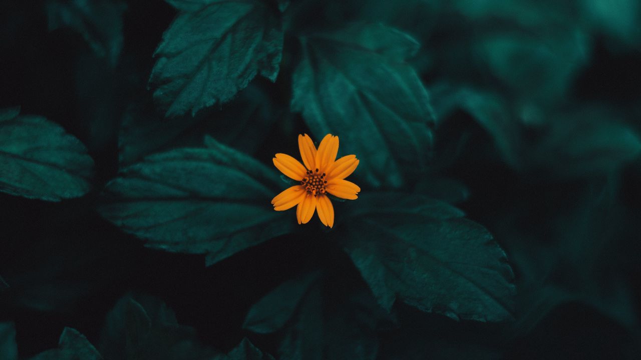 Обои цветок, желтый, макро, растение