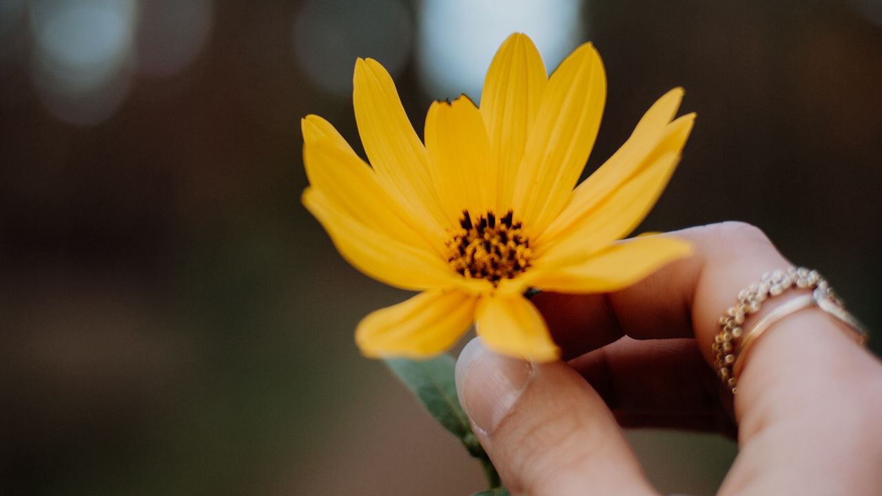 Обои цветок, желтый, рука, пальцы, крупный план