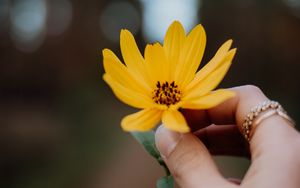 Превью обои цветок, желтый, рука, пальцы, крупный план