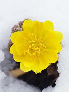 Превью обои цветок, желтый, снег, первоцвет, пробуждение