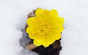Превью обои цветок, желтый, снег, первоцвет, пробуждение