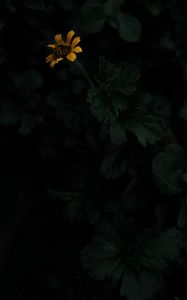 Превью обои цветок, желтый, темный, растение