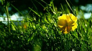 Превью обои цветок, желтый, трава, сплетение, тень, лето