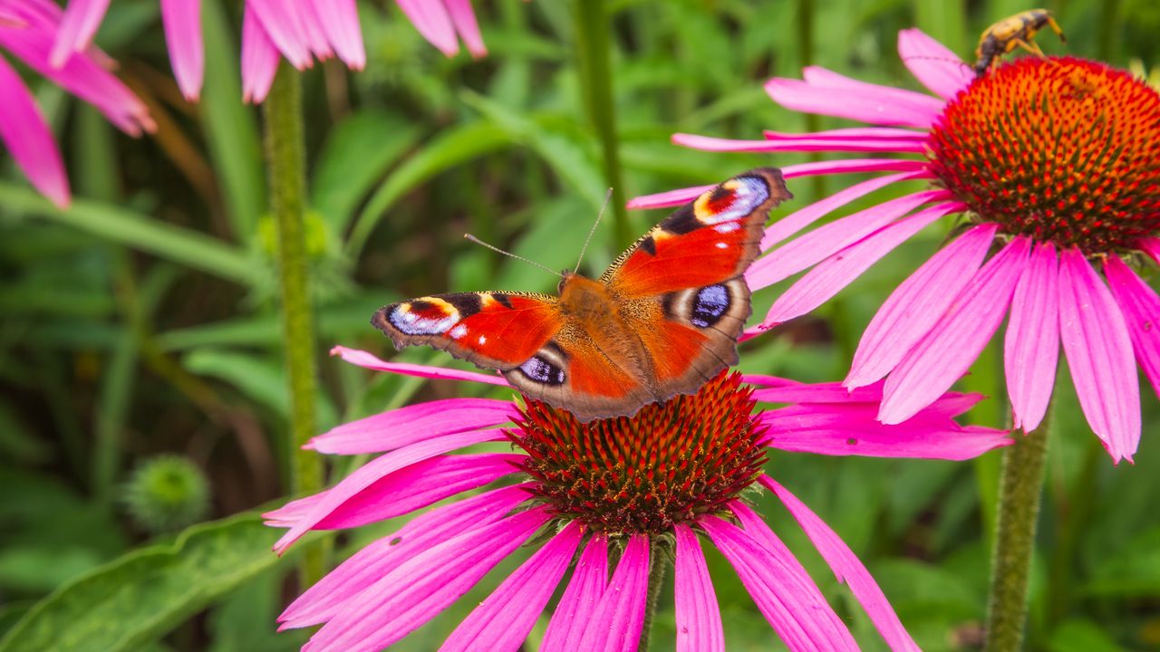 Обои цветы, бабочка, лепестки, макро, растения