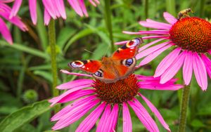 Превью обои цветы, бабочка, лепестки, макро, растения