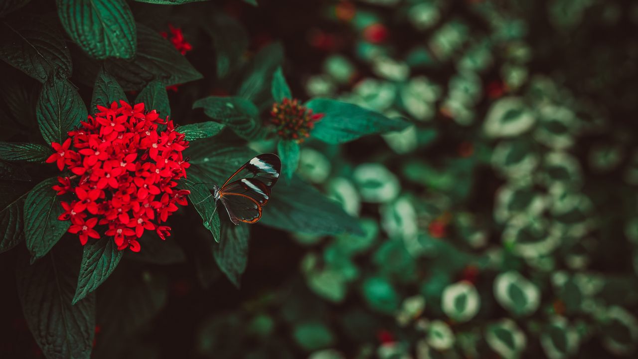 Обои цветы, бабочка, соцветие, красный, растение