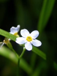 Превью обои цветы, белые, маленькие, трава, зелень