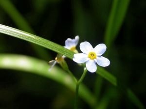 Превью обои цветы, белые, маленькие, трава, зелень