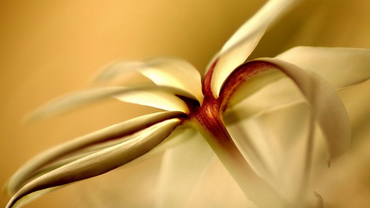 Обои цветы, белый, форма, светлый, лепестки