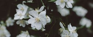 Превью обои цветы, белый, капли