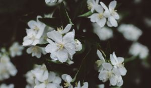 Превью обои цветы, белый, капли