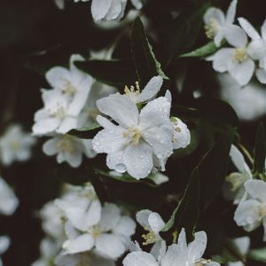 Превью обои цветы, белый, капли