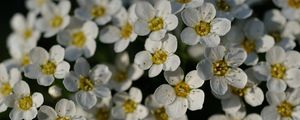 Превью обои цветы, белый, лепестки, макро