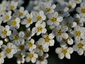 Превью обои цветы, белый, лепестки, макро