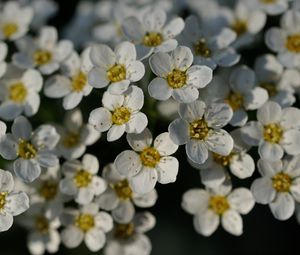 Превью обои цветы, белый, лепестки, макро