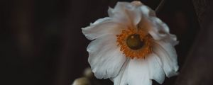 Превью обои цветы, белый, макро, растение