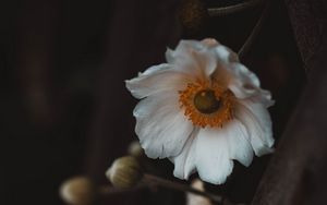Превью обои цветы, белый, макро, растение
