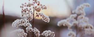 Превью обои цветы, белый, растения, макро