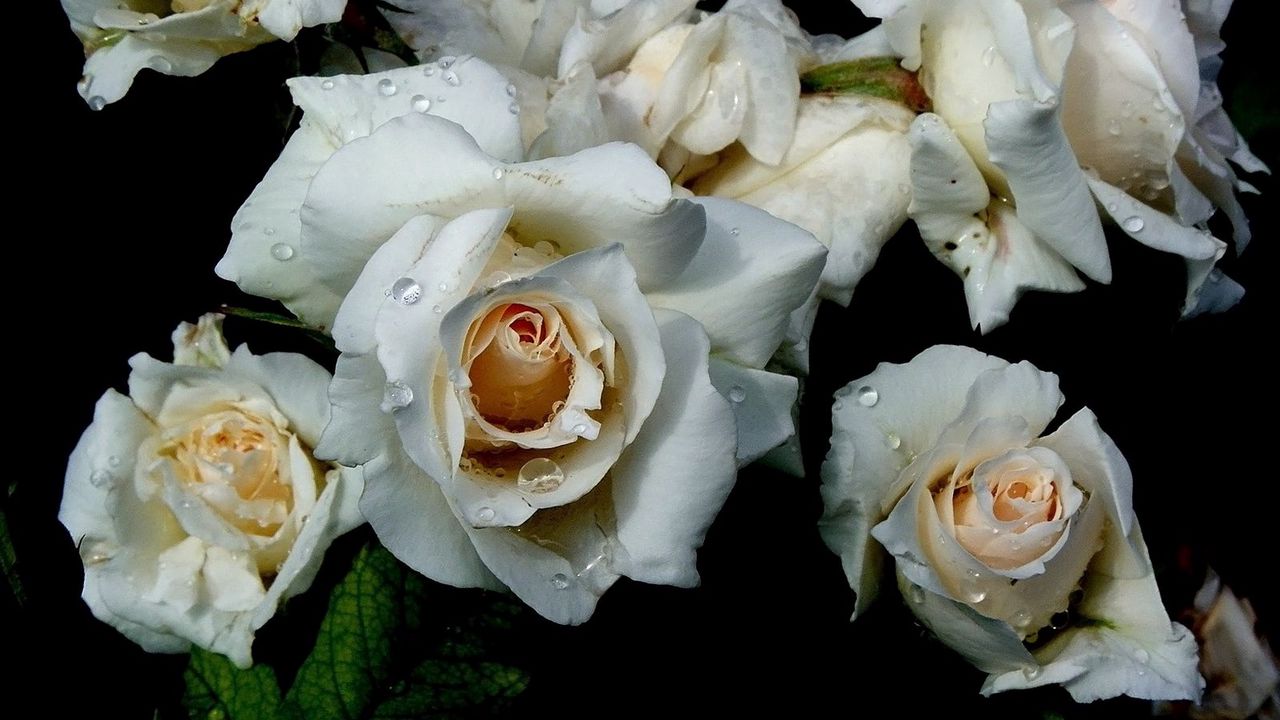 Обои цветы, белый, роза, капли