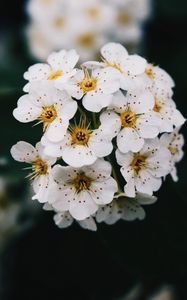 Превью обои цветы, белый, цветение, ветка, весна