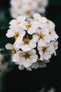 Превью обои цветы, белый, цветение, ветка, весна