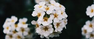 Превью обои цветы, белый, цветение, ветка, весна