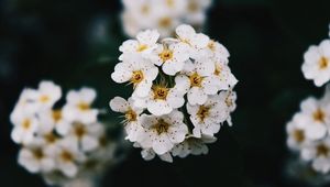 Превью обои цветы, белый, цветение, ветка, весна