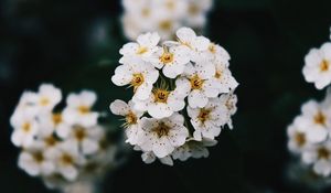 Превью обои цветы, белый, цветение, ветка, весна