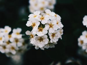 Превью обои цветы, белый, цветение, ветка, весна