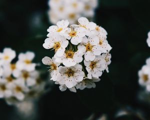 Превью обои цветы, белый, цветение, ветка, весна