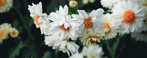 Превью обои цветы, белый, цветение, растение