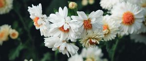Превью обои цветы, белый, цветение, растение
