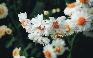 Превью обои цветы, белый, цветение, растение