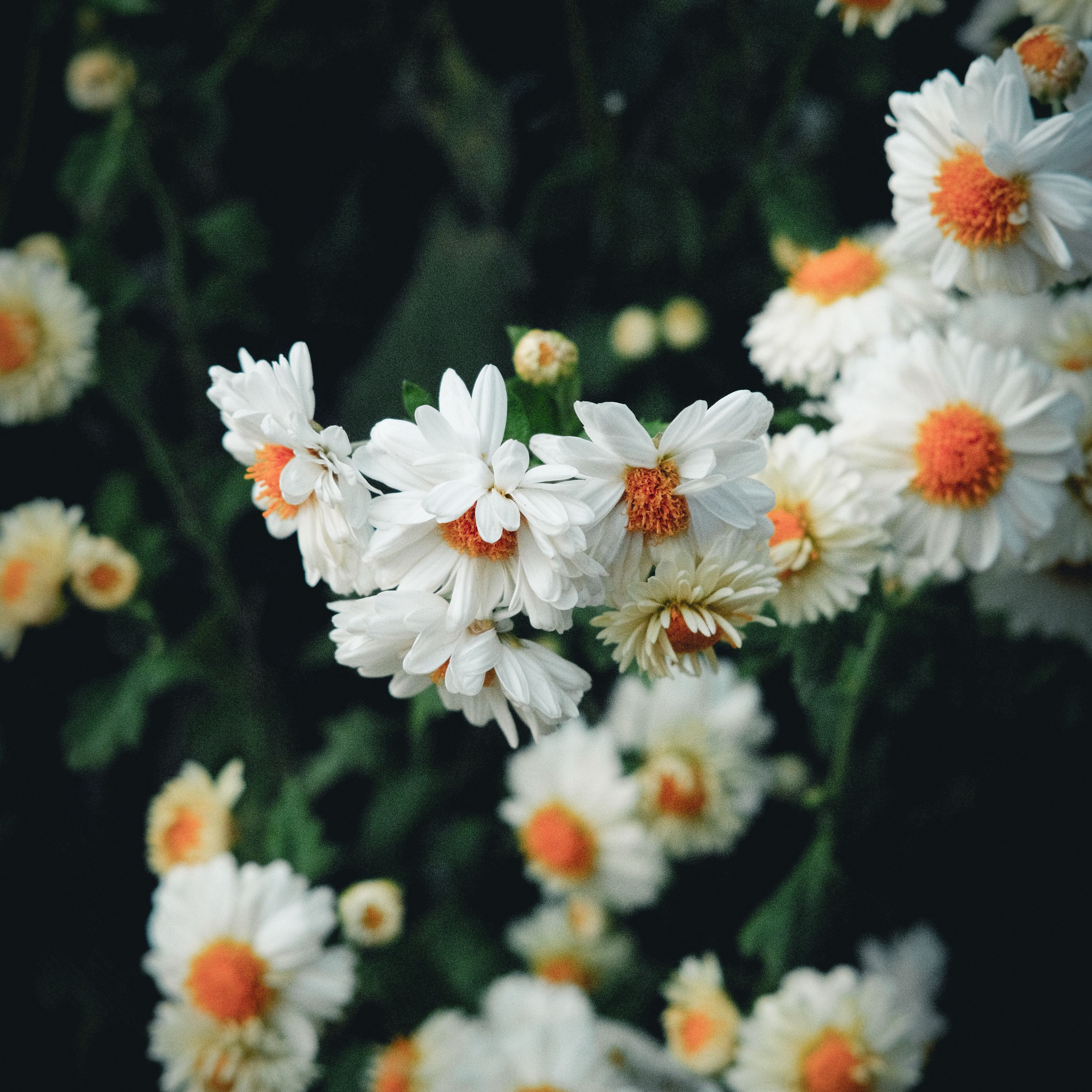 Белые цветы цветут всю осень. Цветы инта