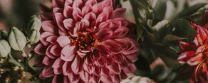 Превью обои цветы, букет, композиция, розовый