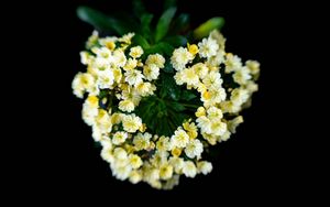 Превью обои цветы, букет, лепестки, листья, желтый