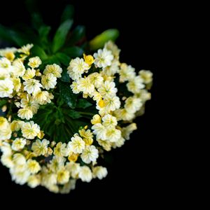 Превью обои цветы, букет, лепестки, листья, желтый