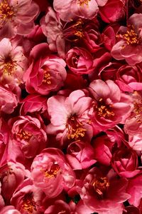 Превью обои цветы, бутоны, распущенные, розовые