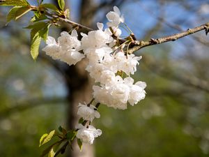 Превью обои цветы, бутоны, весна, цветение, белый