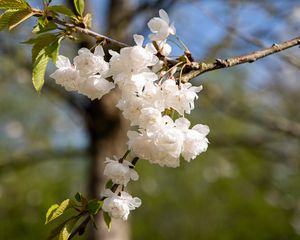 Превью обои цветы, бутоны, весна, цветение, белый