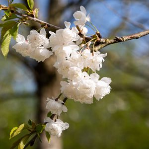 Превью обои цветы, бутоны, весна, цветение, белый