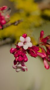 Превью обои цветы, бутоны, ветка, весна, блюр