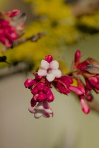 Превью обои цветы, бутоны, ветка, весна, блюр