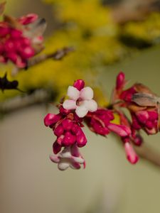 Превью обои цветы, бутоны, ветка, весна, блюр
