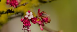 Превью обои цветы, бутоны, ветка, весна, блюр