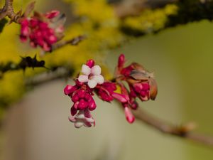 Превью обои цветы, бутоны, ветка, весна, блюр