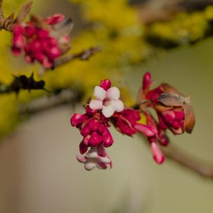 Превью обои цветы, бутоны, ветка, весна, блюр
